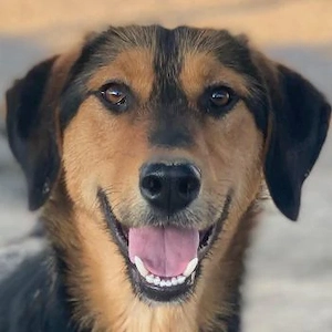 Rockie, geb. ca. 07 2025, lebt in GRIECHENLAND, im städt. Tierheim Serres