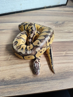 Königspython Super Pastel Special het. Puzzle