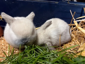 Minilop   Zwergkaninchen