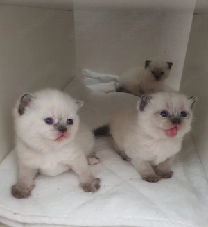 Bkh Kitten Blau Augen. 