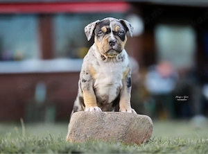 American Bully Welpe XL XXL mit abkc papiere