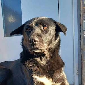 Negro ca. 43 cm   ist ein Teamplayer