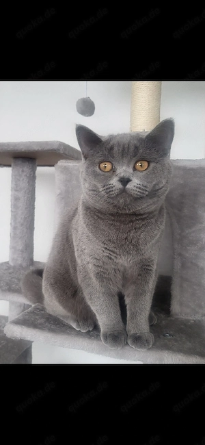 British Shorthair grau kitten