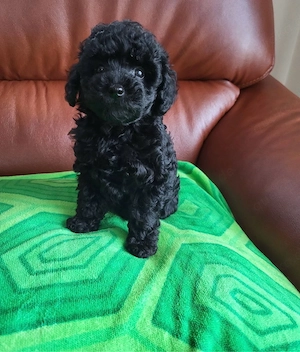 toy pudel mini junge welpe 