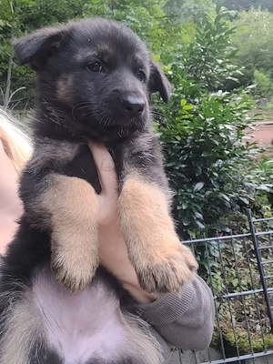 Deutsche Schäferhund Welpen zu verkaufen   