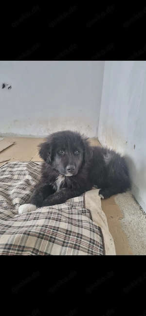 die maus sucht noch ihr zuhause 