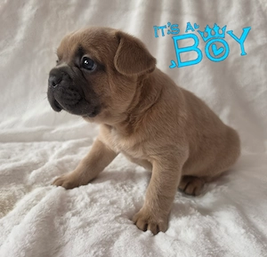 Französische Bulldogge m+w