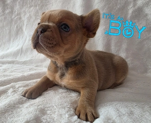 Französische Bulldogge 