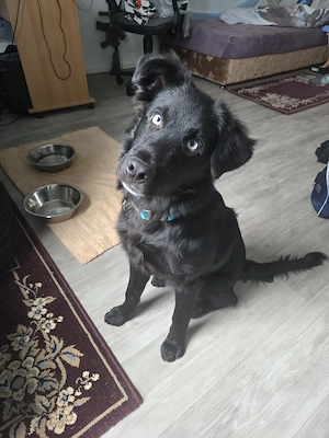 Junger Hund mit blauen Augen 