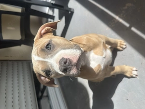 American Bully Welpe 