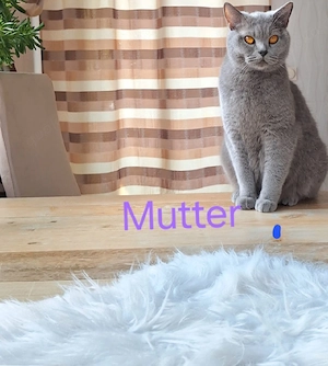 BKH Reinrassige Kitten suchen eine Liebevoller Familie! Bild 10