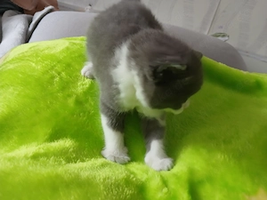 BKH Mix Katze Bicolor