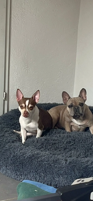 Chihuahua Rüde 3 J Schoko Husky