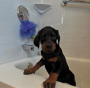 Dobermann Welpen!!