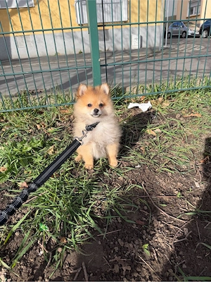 pomeranian zwegspitz welpe 