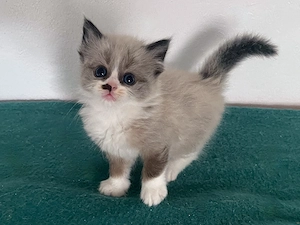 Wunderschöne Reinrassige Ragdoll männl.