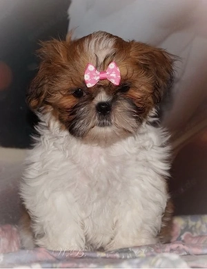 Havaneser - Shihtzu Welpen dürfen ausziehen Oreo und Pepsi 