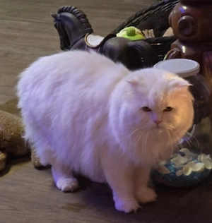 Schneeweißen  deckkater an 