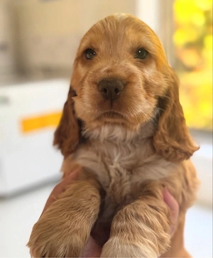 Cocker Spaniel Welpen!!