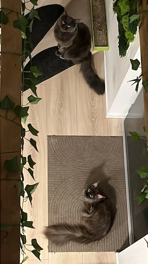 Maine Coon Wurf Ankündigung - Jetzt auf die Vormerkliste!