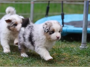 Typvolle Australian Shepherd Welpen!