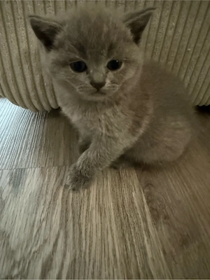 Wunderschöne britisch kurzhaar Kitten suchen ihr Für-immer-Zuhause