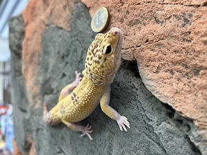 Leopardgecko 1.0 2024