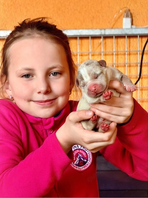 American Bully XXL   XL