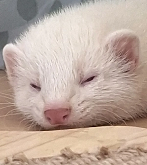 Albino Frettchen Fähe kastriert