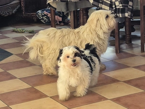 Havaneser  Mädel  BUFFY sucht "Ihren Menschen" !!  PLATZ vor PREIS  !!