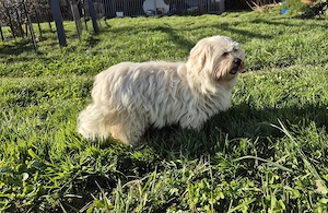 Havaneser  Mädel  BUFFY sucht "Ihren Menschen" !!  PLATZ vor PREIS  !!