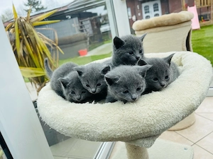 4 zauberhafte Russisch Blau Katzenmädchen suchen ein liebevolles Zuhause