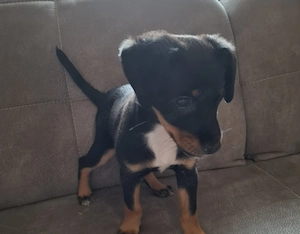 Pinscher Mix Weibchen 