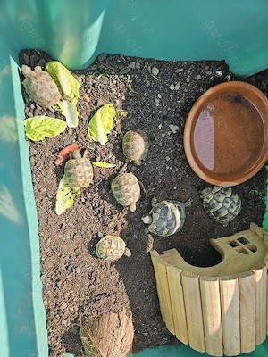 Griechische Landschildkröten 