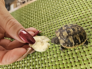 Griechische Landschildkröten 