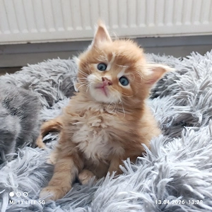 Reinrassige Maine Coon Kitten 