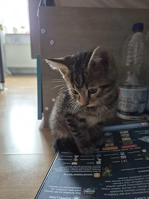 Bengal Mix Katerchen 8 Wochen alt.