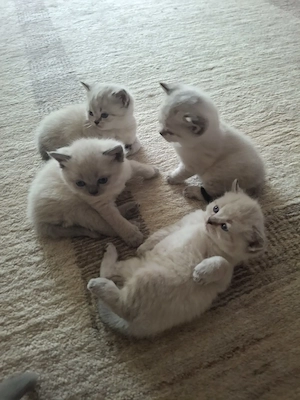 Britisch Kurzhaar Katzenbaby