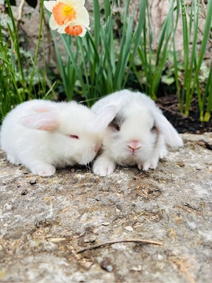 Zwergwidder Babys Minilop Zwergkaninchen
