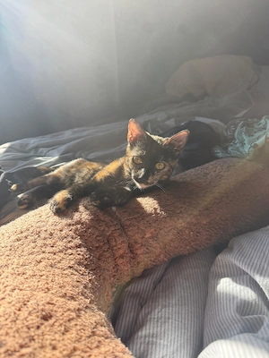 Liebevolles Zuhause für junge Katze  Fara  gesucht