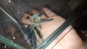 RESERVIERT Monocentropus balfouri 0.2 mit Terrarium  Vogelspinnen
