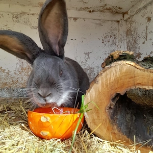 Deutscherriesenschecke  in Blau Bock