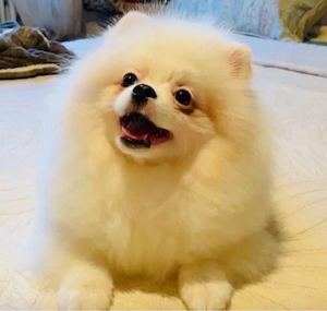 Wunderschöner Pomeranian Welpe sucht ein liebevolles Zuhause