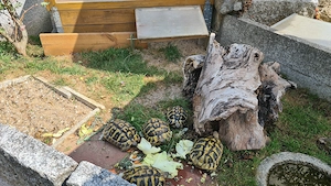 4x griechische Landschildkröten, NZ 2020 männlich, mit Papieren abzugeben