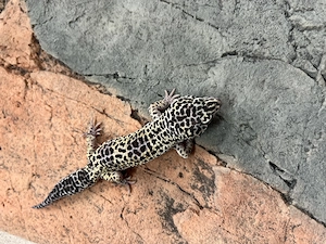 Leopardgecko 1.0 2025