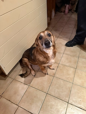 Mischling  Hund  Bild 3