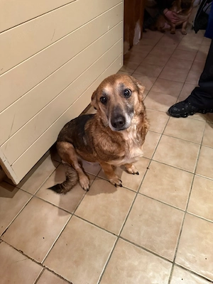 Mischling  Hund  Bild 4