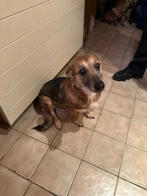 Mischling  Hund  Bild 2