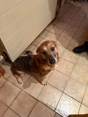 Mischling  Hund  Bild 5