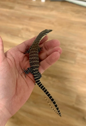 Varanus Glauerti ink Terrarium